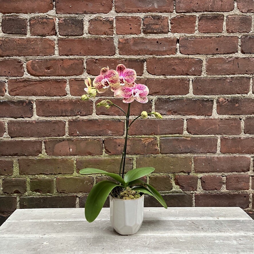 Small Orchid in Pot