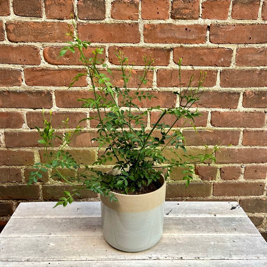 Houseplant