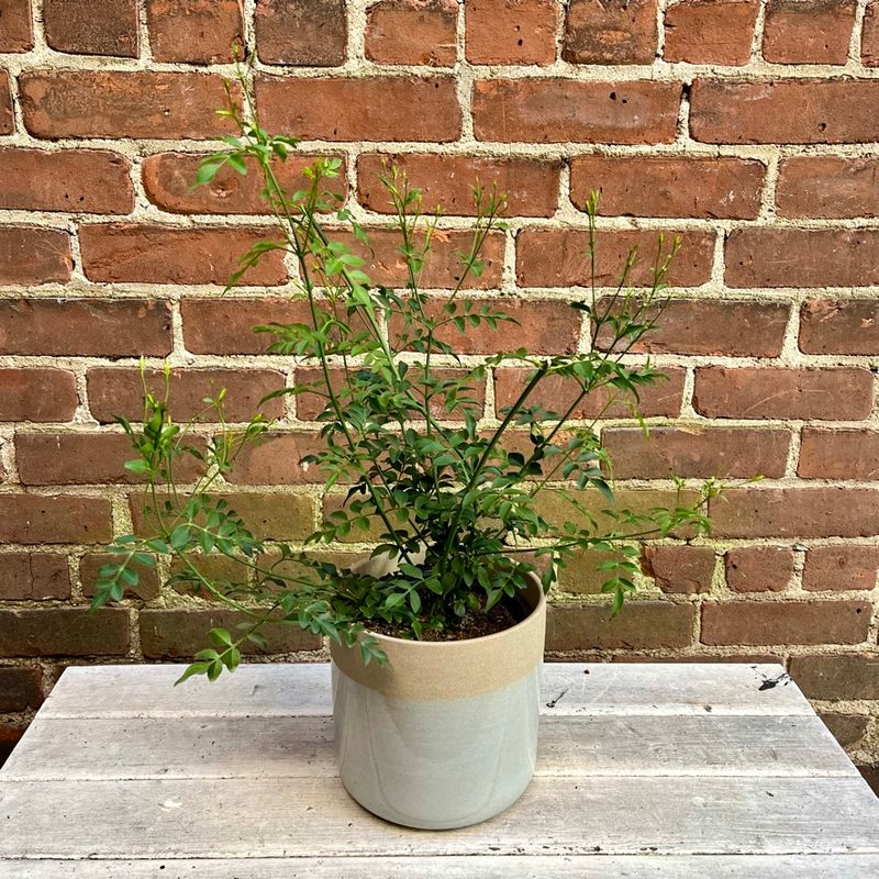 Houseplant