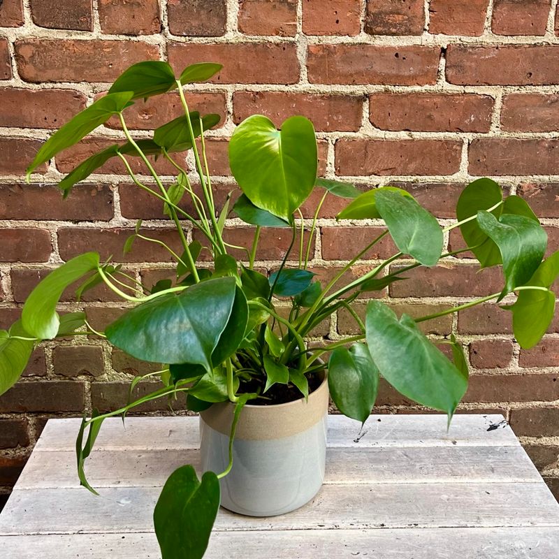 Houseplant