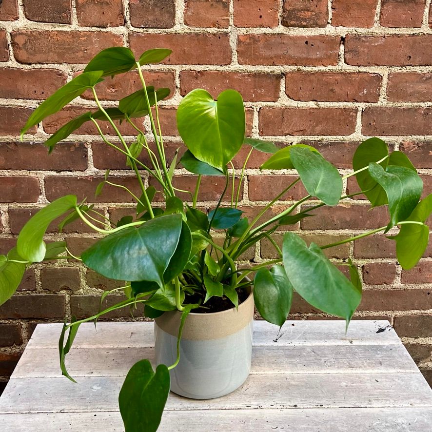 Houseplant