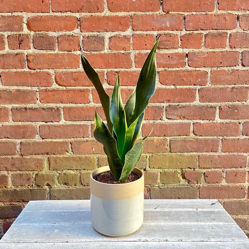 Houseplant
