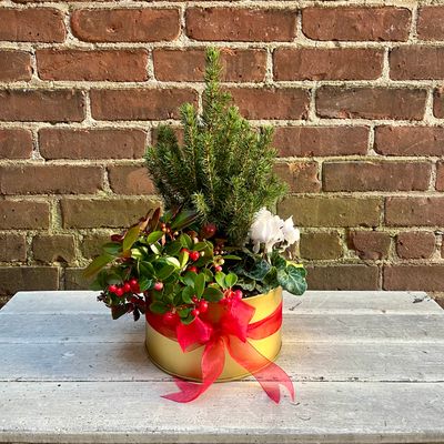 Holiday Plants
