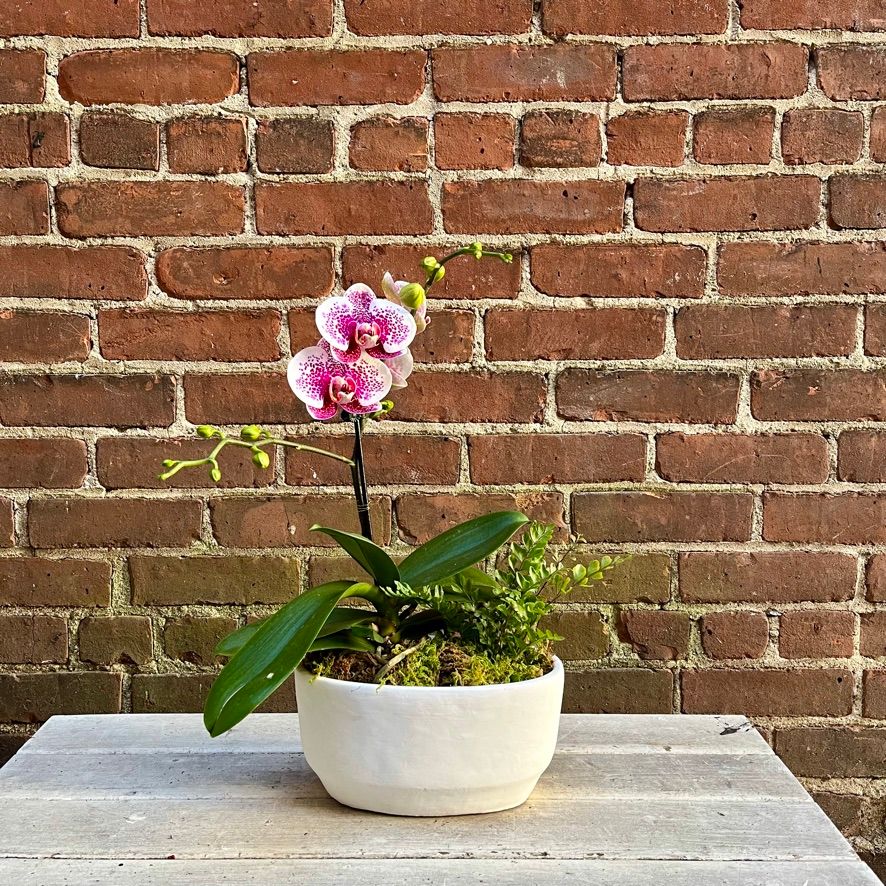 Small Orchid Planter