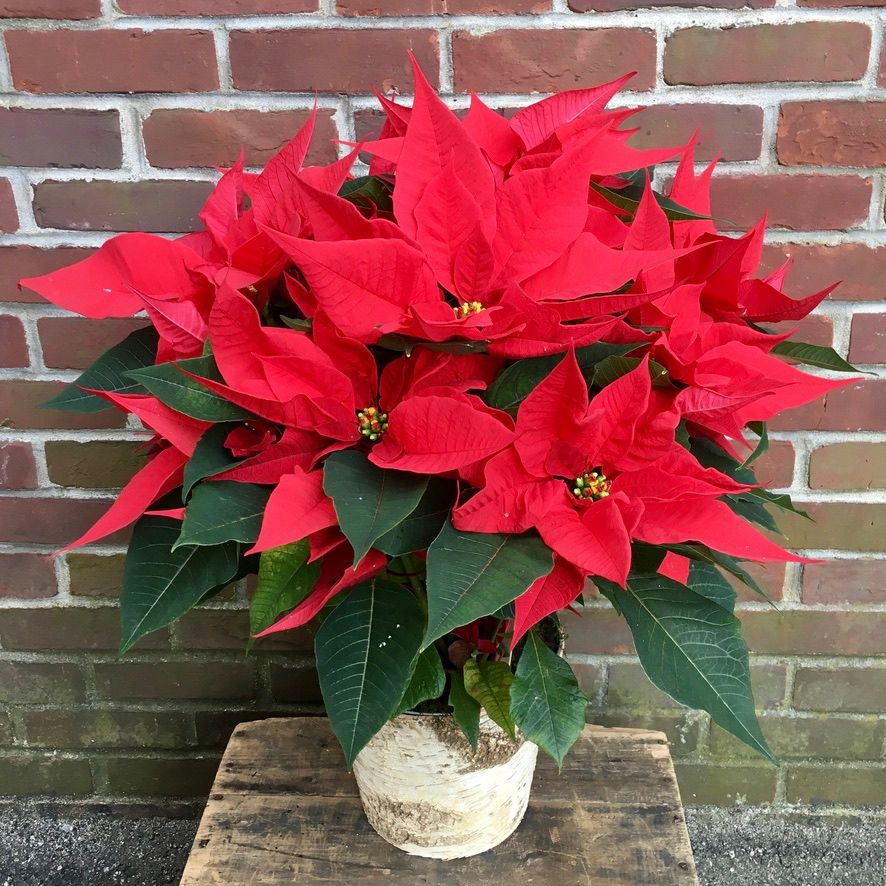 Poinsettia in Pot/Basket
