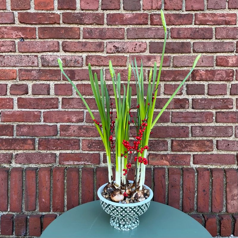 Paperwhites in Green Pedestal Planter