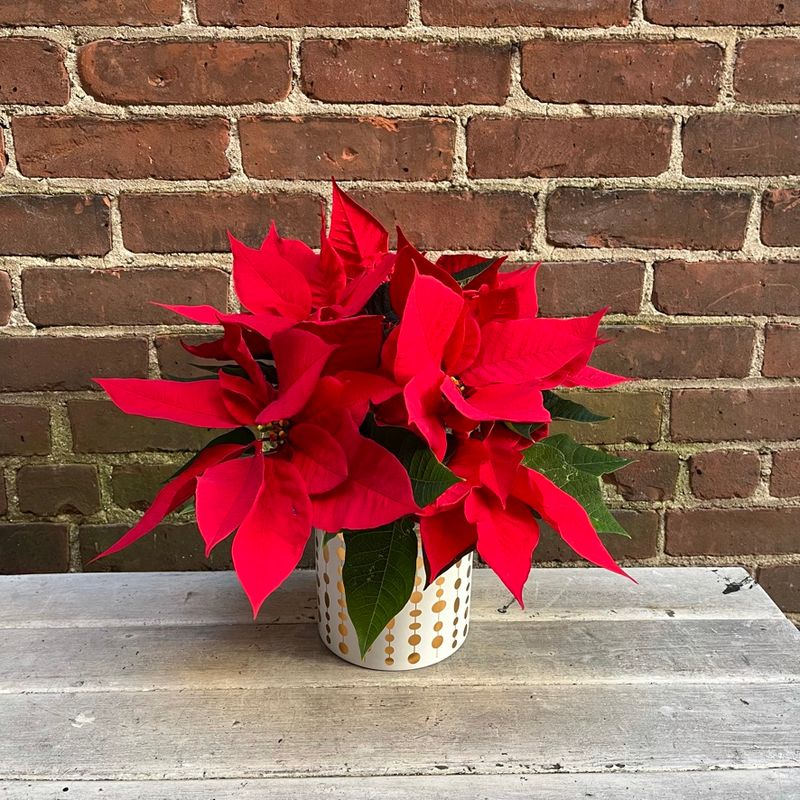 Small Poinsettia in Gold Pot - Red