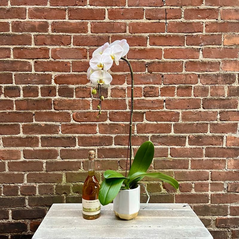 Cascading Phalaenopsis Orchid
