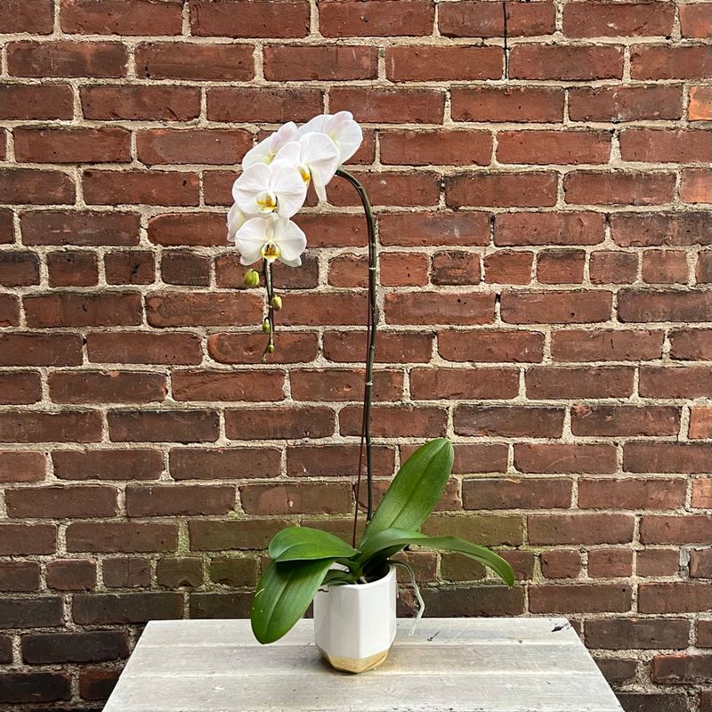 Cascading Phalaenopsis Orchid in Pot