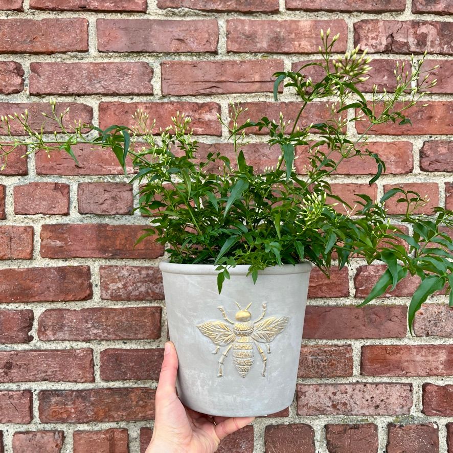Jasmine Plant