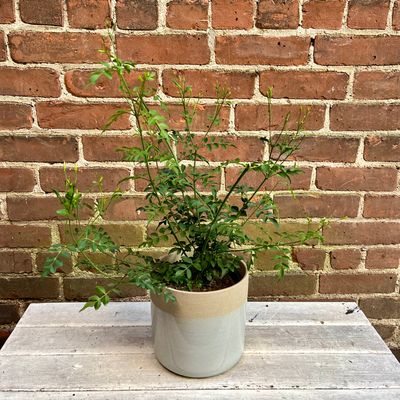 Plants