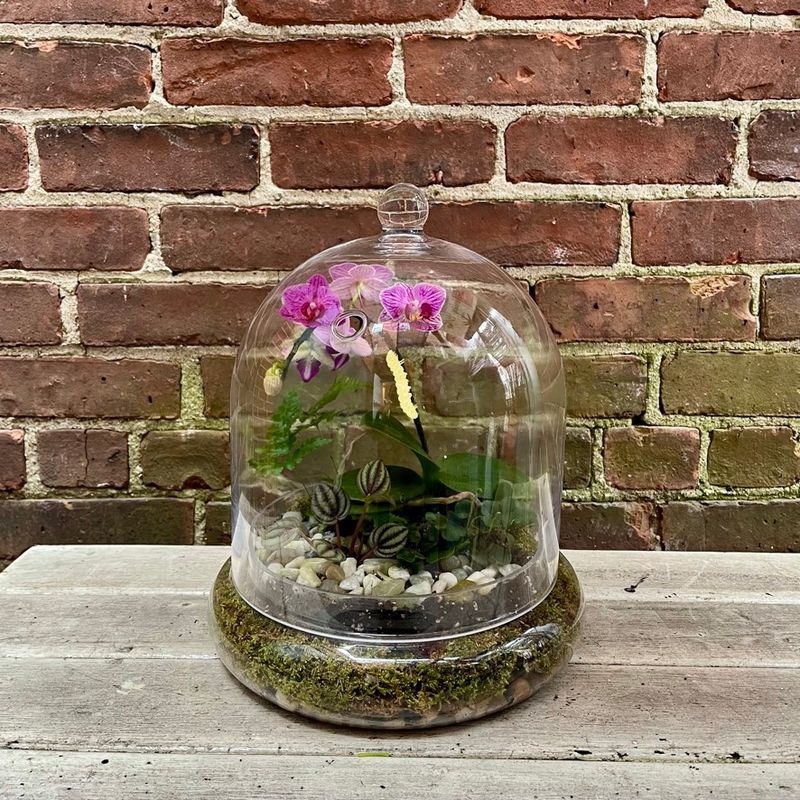 Large Terrarium