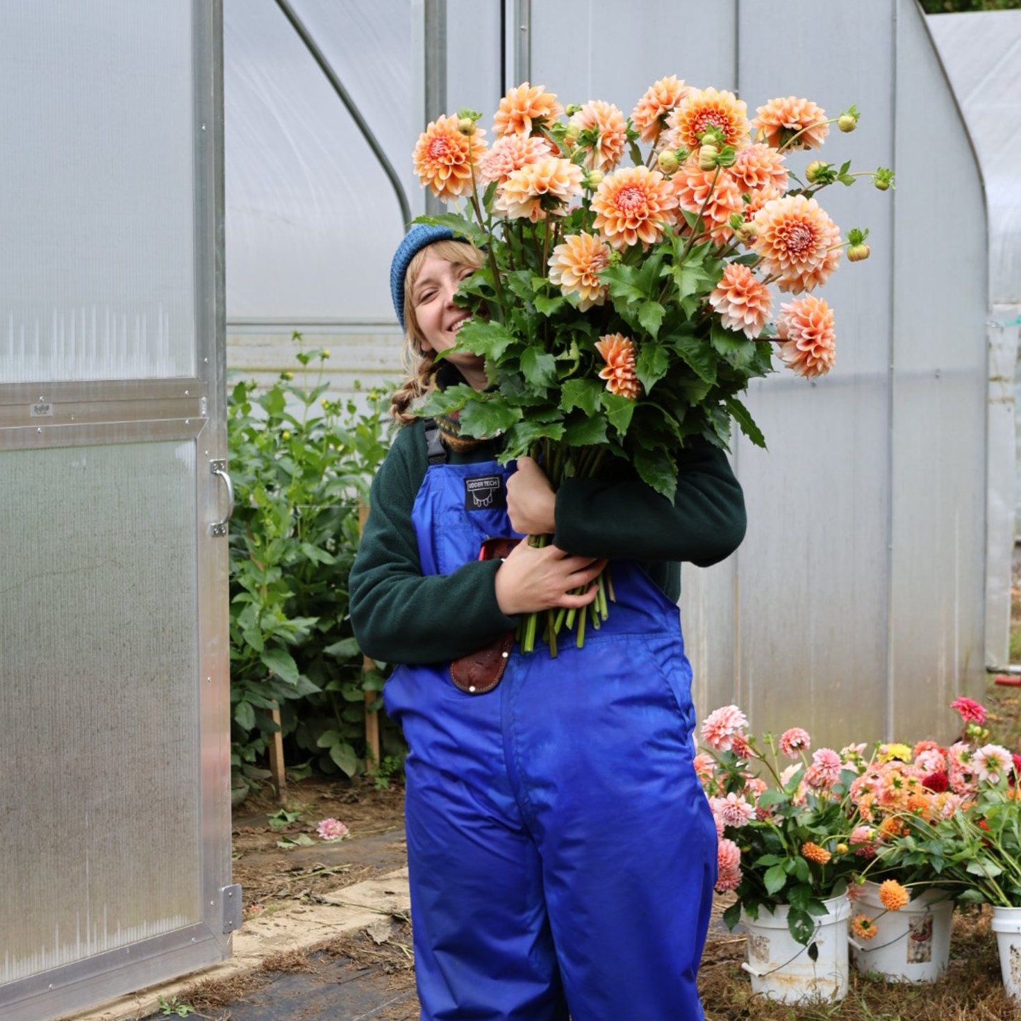 Dahlia Tuber - Triple Pack