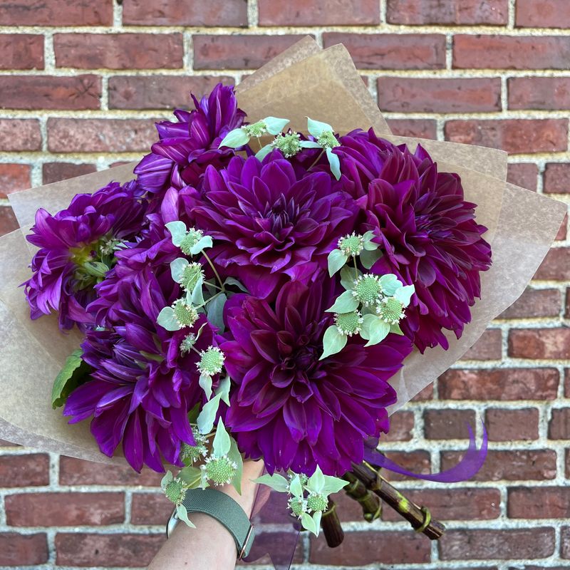 Dahlia Bundle (10-stems)
