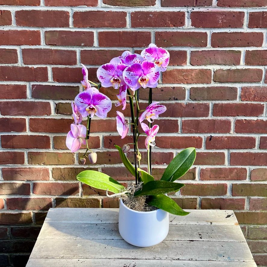 Cascading Orchid Planter