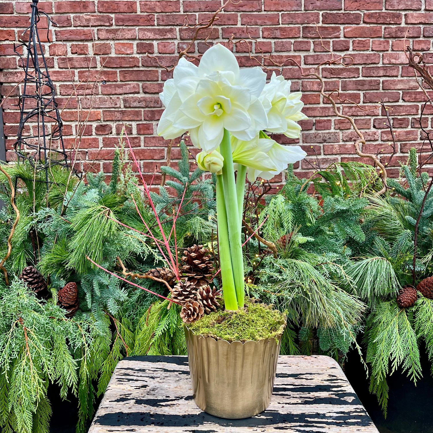 Exhibition Amaryllis in Gold Pot