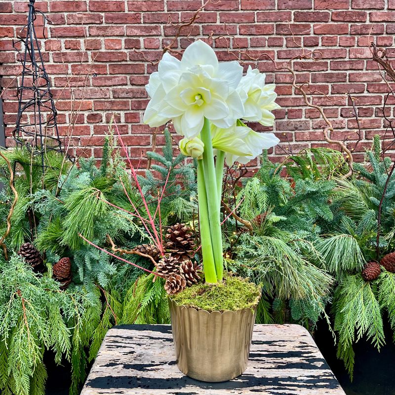 Exhibition Amaryllis in Gold Pot