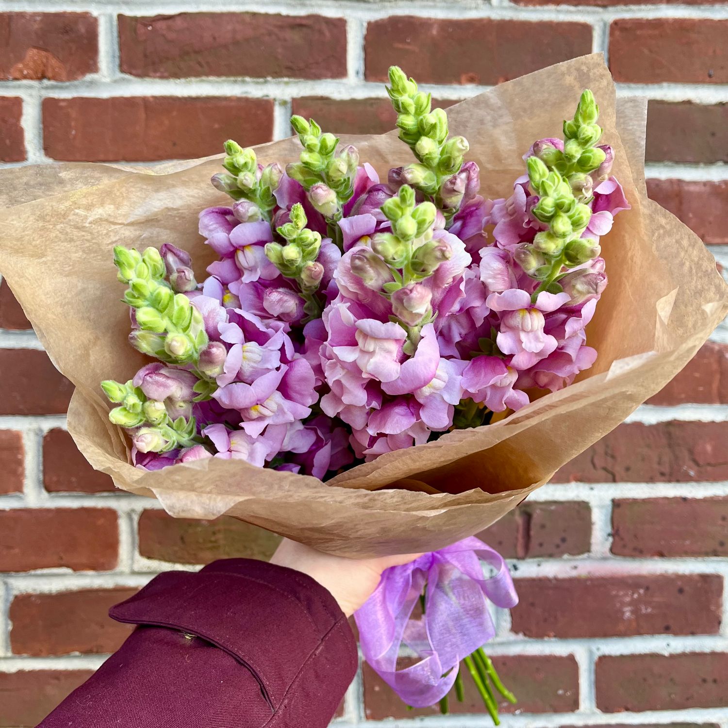 Snapdragon, Selection: Bundle