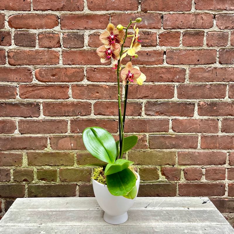 Phalaenopsis Orchid
