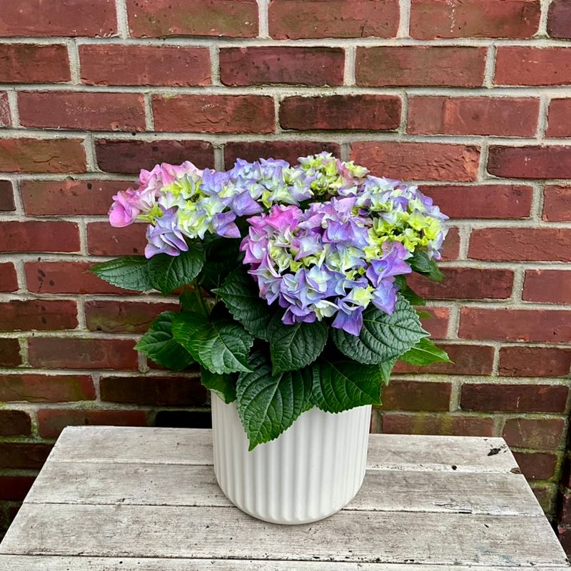 Large Hydrangea in Ceramic Pot