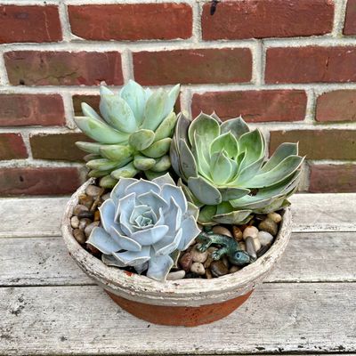 Salamander Succulent Garden
