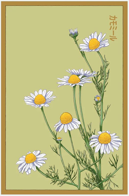 Shido Herb Seeds