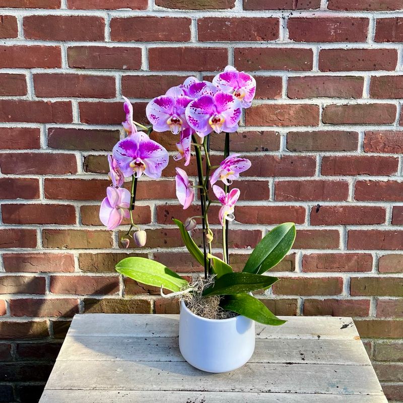 Orchid Planter