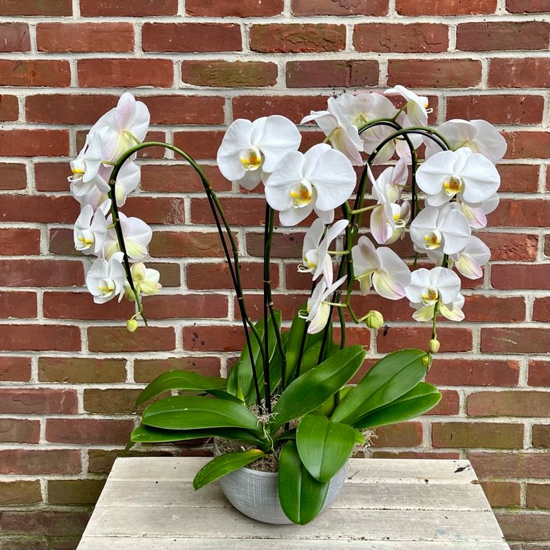 Large Orchid Planter