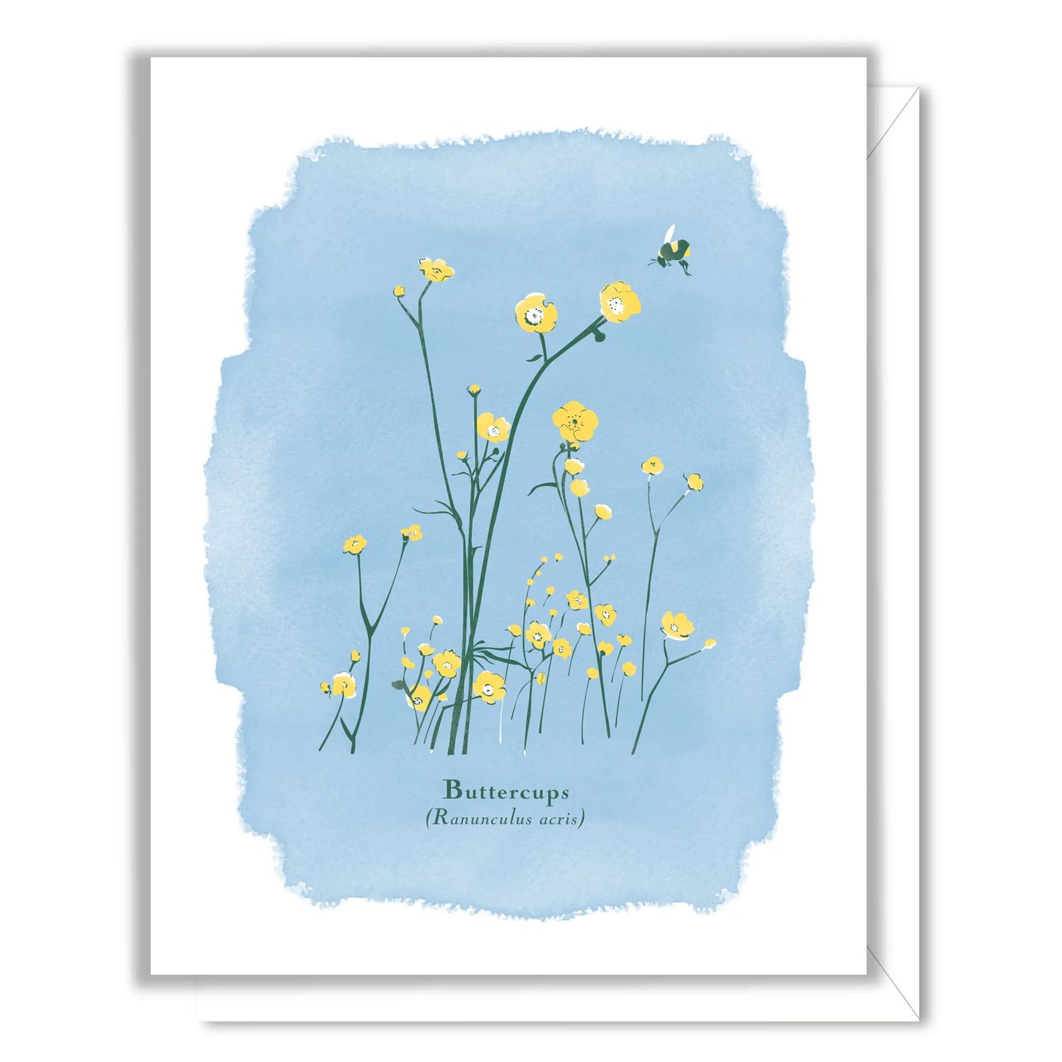 Botanical Card:, Selection: Buttercups