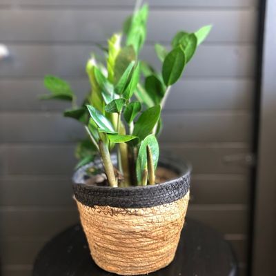 Plants &amp; Accessories