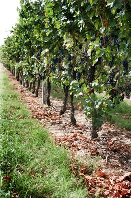 Fraccaroli - Veneto Italië