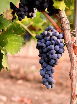 La Pruina - Puglia Italië