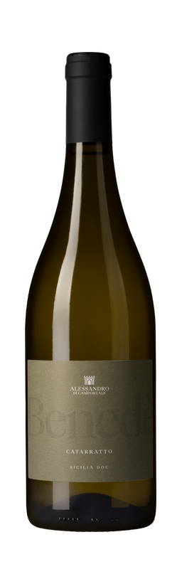 Alessandro Catarratto Benedè 2024 Alessandro Catarratto Benedè 2024