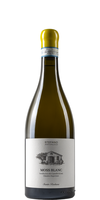 Santa Barbera By Stefano Antonucci Moss Blanc Verdicchio