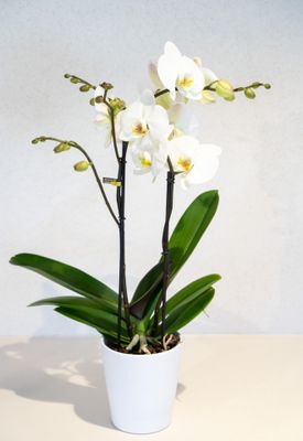 Orchidee