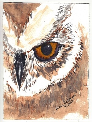 Original Owl Watercolor Art