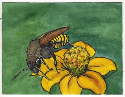 Original Watercolor Art Mandacaia Stingless Bee