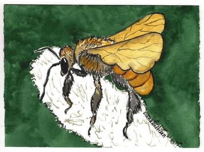 Watercolor Art original Guaraipo Stingless Bee