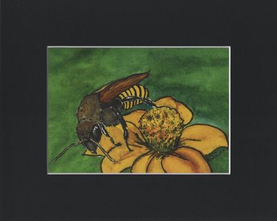 Brazilian Mandacaia Stingless Bee Print