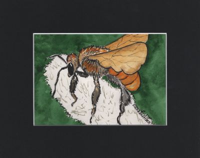 Print of Brazilian Stingless Bee