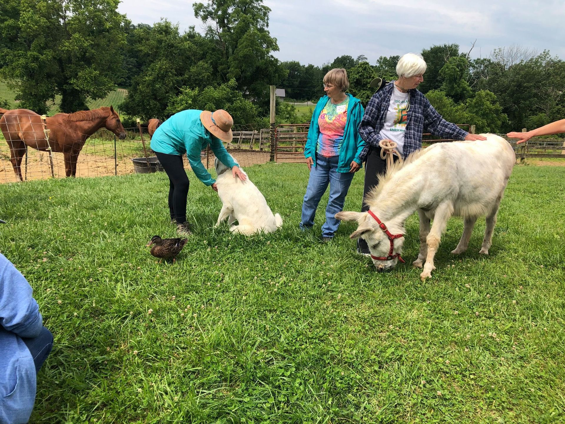 In-Person Class at Muddy Paws Farm Rescue, September 11-13, 2026, Southampton, NJ