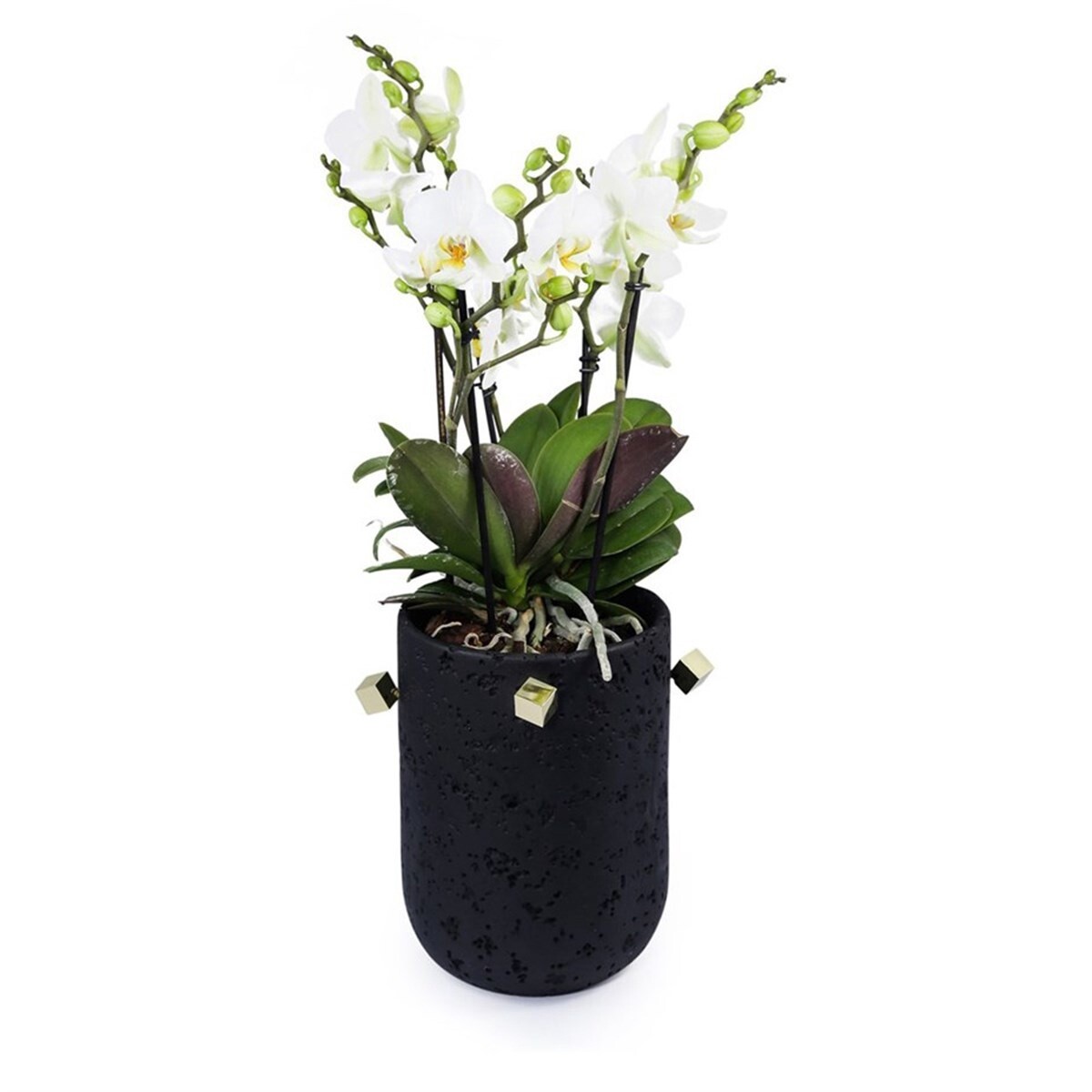 Kelly Flower Pot, Colour: Black, Size: M