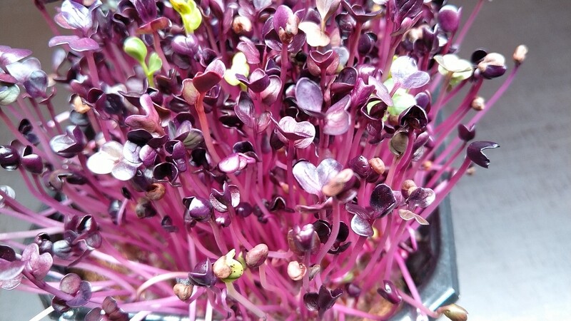 Rosa Radieschen Microgreens