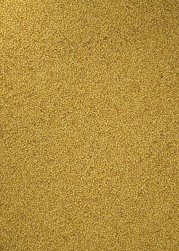 Microgreens Samen roter Amaranth