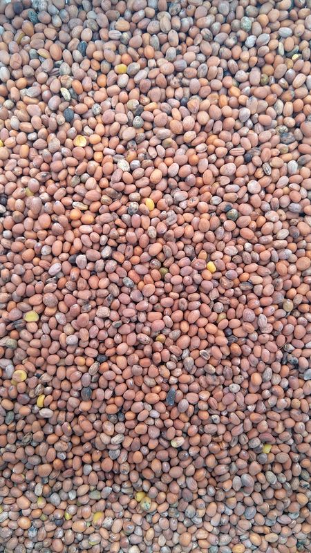 Microgreens Samen rote Radieschen