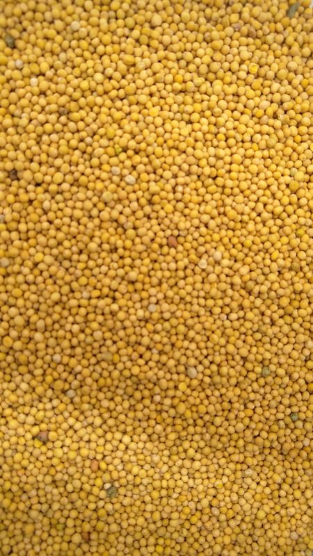 Microgreens Samen Senf