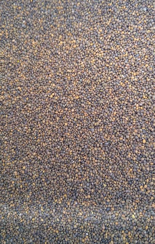 Microgreens Samen Rucola