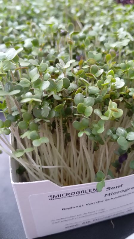 Senf Microgreens