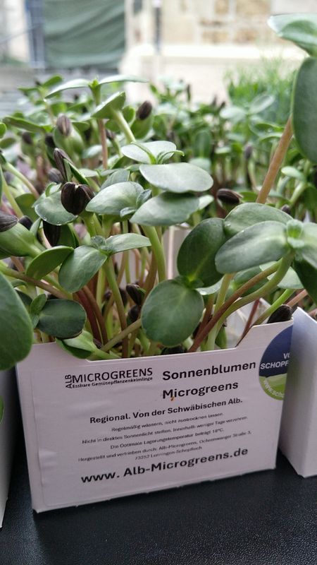 Sonnenblume Microgreens