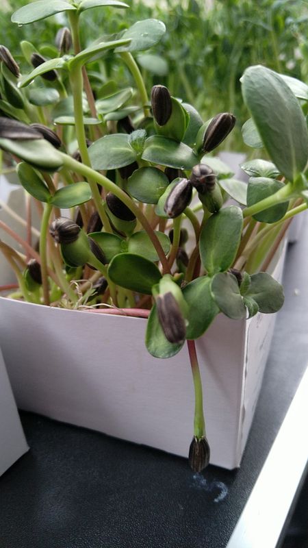 Sonnenblume Microgreens